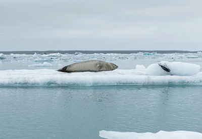 Seal relaxing on a floating iceberg in jokulsarlon glacial lagoon, iceland