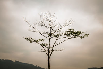 Bare tree against sky