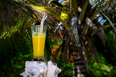 Close-up of drink on table