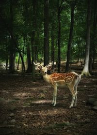 Deer in a forest