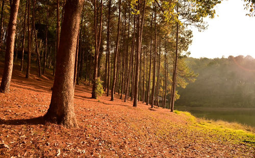 Trees growing in forest during autumn