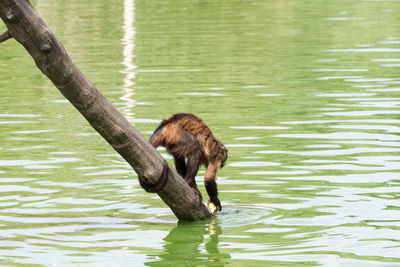 Duck in a lake