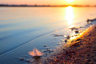 Close-up of autumn leaf on beach