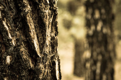 Close-up of tree trunk