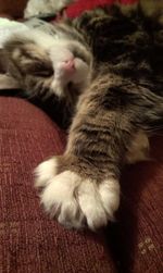 Close-up of cat relaxing on floor