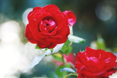 Close-up of red rose