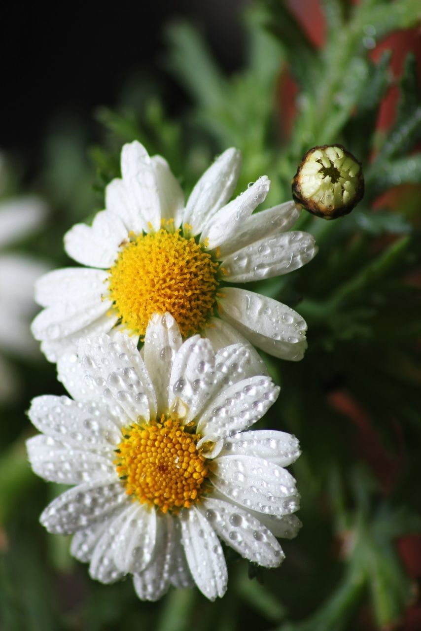 flower, freshness, fragility, petal, flower head, close-up, growth, beauty in nature, white color, drop, focus on foreground, pollen, nature, blooming, wet, plant, daisy, water, in bloom, yellow
