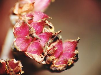 Close-up of pink flowers