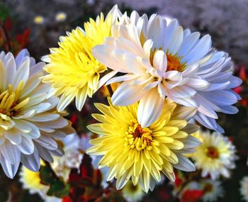 Close-up of white daisy flowers