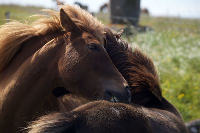 Brown horses hugging on field