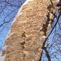 Low angle view of tree against sky