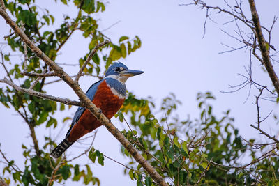 Low angle view of bird perching on tree against sky