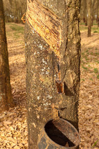 Close-up of old tree trunk in forest
