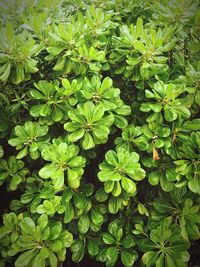 Full frame shot of green plants