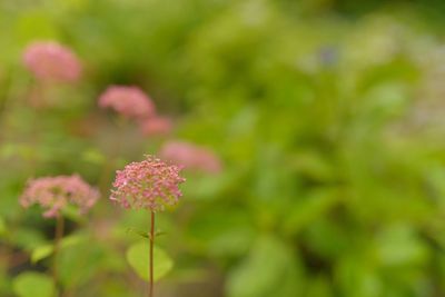 Close-up of pink flowers