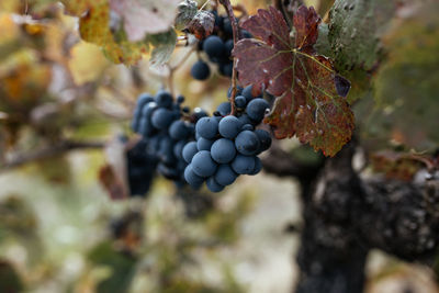 Close-up of grapes growing in vineyard