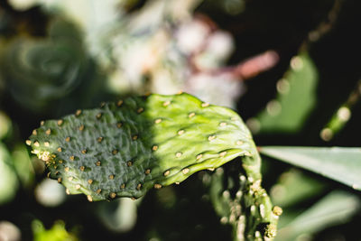 Close-up of fresh green leaf