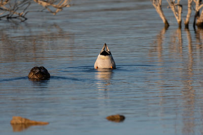 Ducks swimming in lake