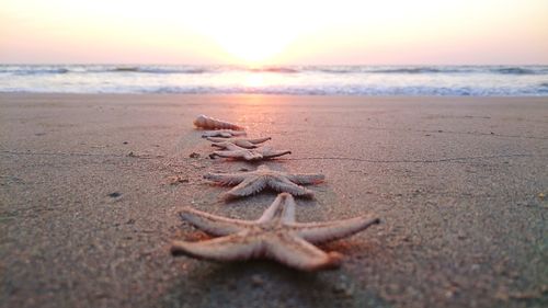 Close-up of star fishes on sand at beach during sunset