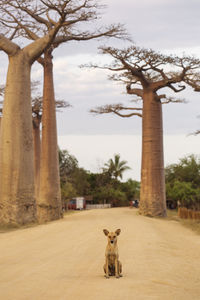 Portrait of dog sitting on a tree