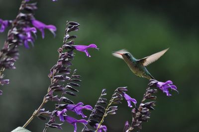 Close-up of hummingbird hovering on purple flowers