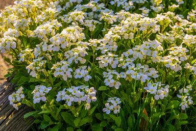 High angle view of white flowering plants