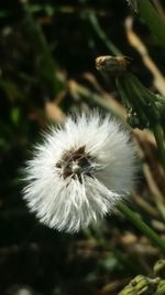 Close-up of white flower