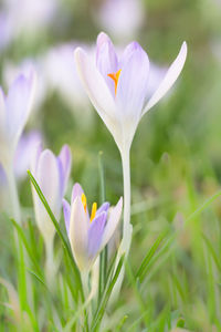 Close-up of purple crocus flowers on field