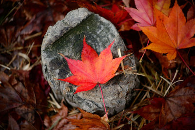 Close-up of maple leaf fallen on leaves