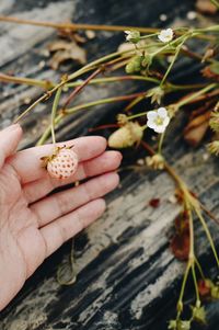 Close-up of hand holding plant