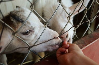 Close up hand feeding farm animals