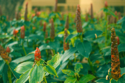 Close-up of insect on plant