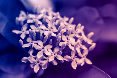 Close-up of purple flowering plant