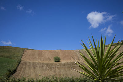 Plants growing on land against blue sky