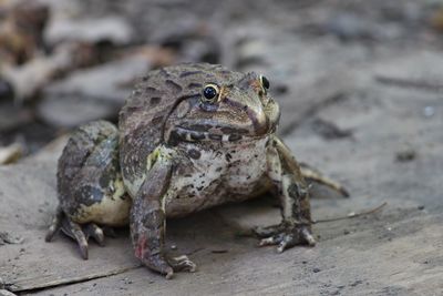 Close-up of toad