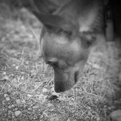 Close-up of horse on field