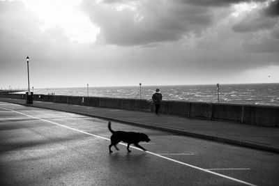 Dog running on a windswept seafront