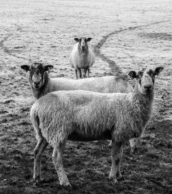 Portrait of sheep on field