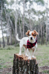Jack russell dog standing on wood trunk in forest. wearing modern plaid bandana. pets and nature
