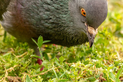 Close-up of bird eating grass