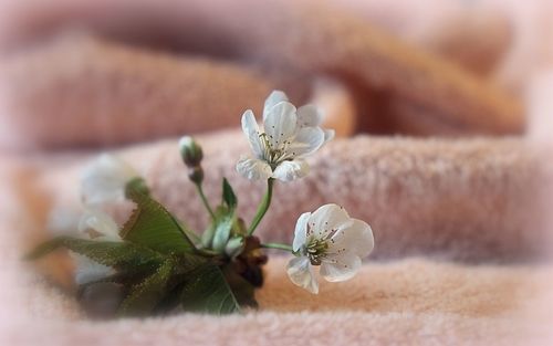 Close-up of flowers