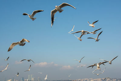 Low angle view of seagulls flying