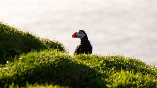 Side view of a bird on grass