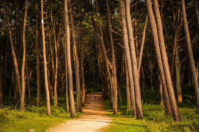 Woman walking amidst trees in forest