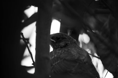 Close-up of bird perching on branch