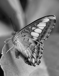 Close-up of butterfly on flower