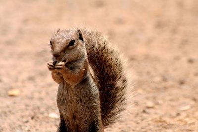 Close-up of squirrel eating on field