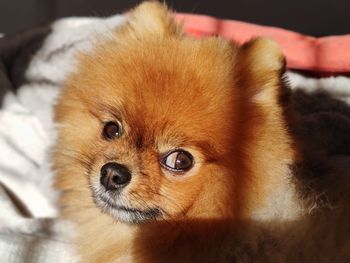 Close-up portrait of a dog