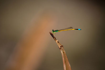 Close-up of dragonfly on twig