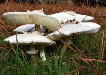 Close-up of mushroom on grass